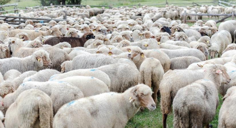 Hagyományos juhmérést szerveznek a Kolozs megyei Mérában