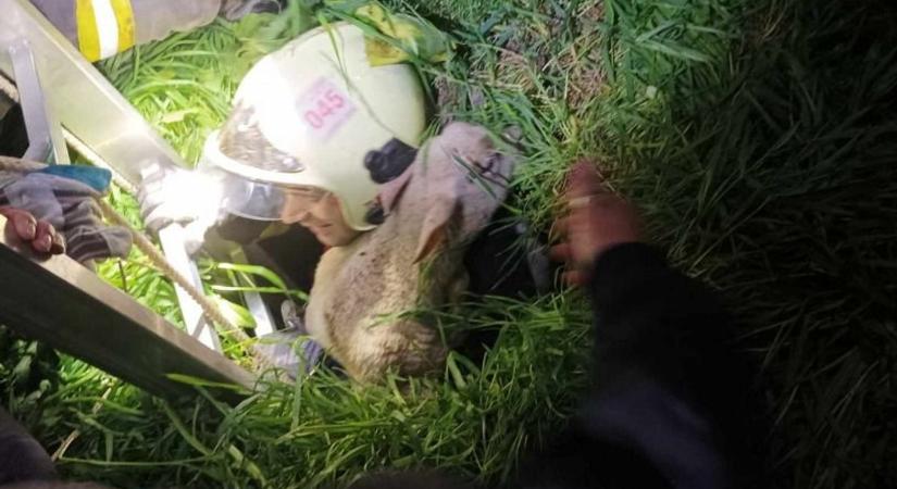 Nyolc méter mély kút nyelte el az állatokat, drámai mentőakció zajlott Óballán