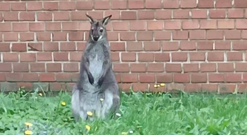 Nem vicc: elszabadult kengurut kergetnek a szomszédos vármegyében