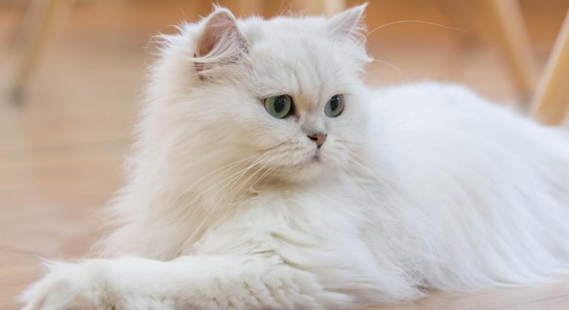 A perzsák a macskavilág legextrább kedvencei – mutatjuk, miért
