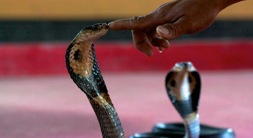 Mérges kígyóval lett öngyilkos egy bűnöző
