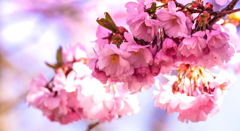 Japán kultúra és cseresznyevirágzás Szegeden