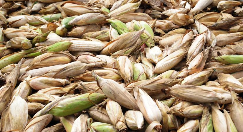Kilőtte a kukorica árát a talajnedvesség csökkenése