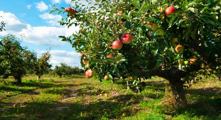 Egy fontos hungarikum alapanyaga, mégis szinte eltűnhet a földekről a szabolcsi alma