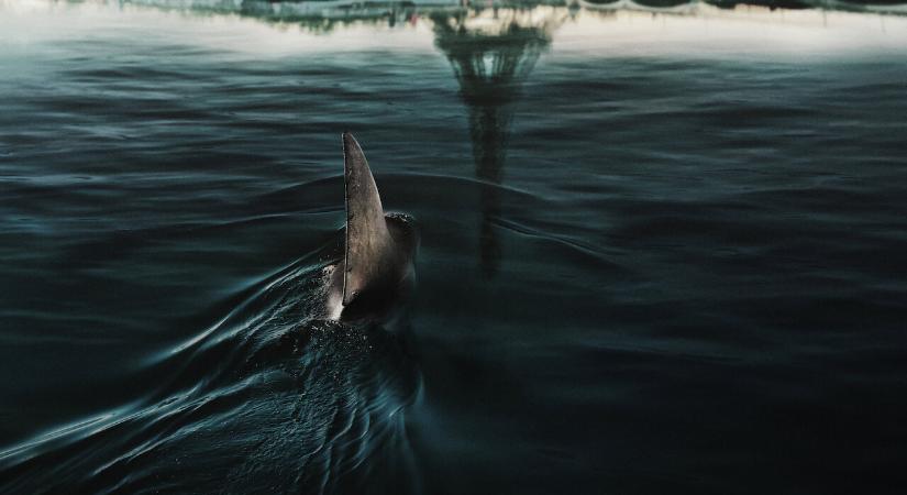 Egy sorozatgyilkos cápa garázdálkodik Párizsban a Netflix új filmjében