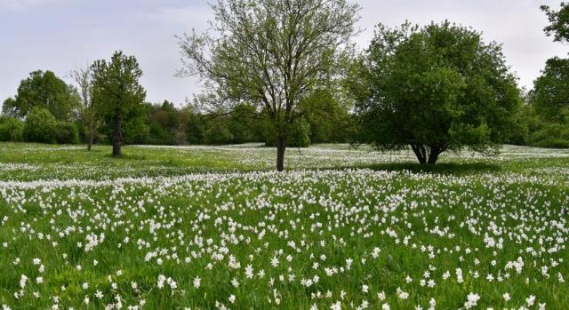Európa legnagyobb nárciszmezejében gyönyörködhetünk április végén ezen a somogyi településen