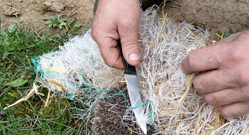 Megmentették a sünit, aki belegabalyodott egy műanyag hálóba