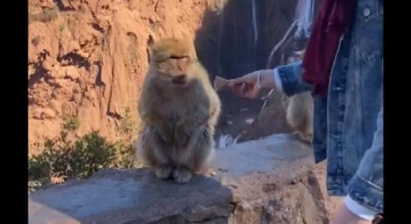Kenyérrel kínálta a majmot, utána nagyon meglepődött - videó