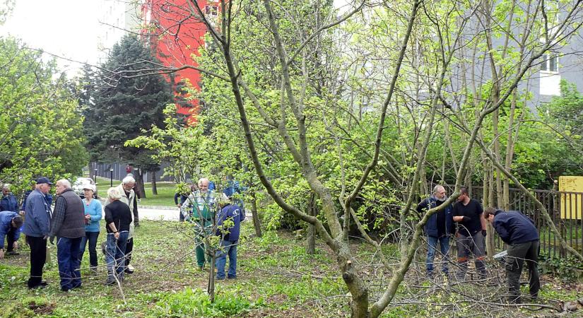 Rendbe tették a kollégium gyümölcsöskertjét a budapesti kertbarátok