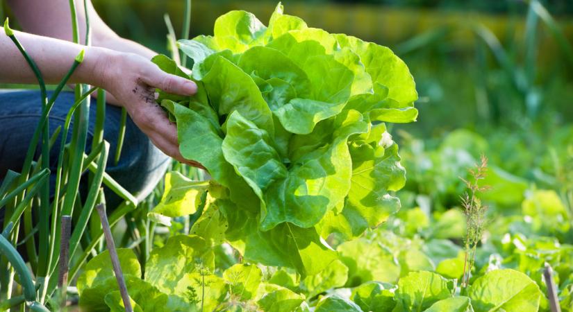 Mondj búcsút a méregdrága szupermarketes salátáknak: fillérekből te is termelhetsz, kert sem kell hozzá