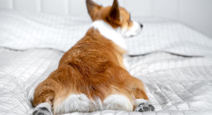 Miért fekszenek úgy le a kutyák, hogy kinyújtják a hátsó lábaikat?