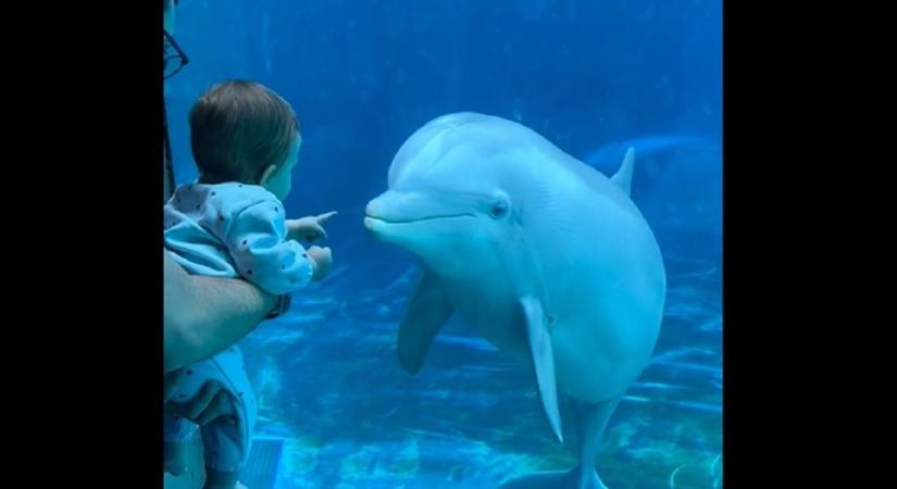 Teljesen megigézte a delfineket a kisgyerek - videó