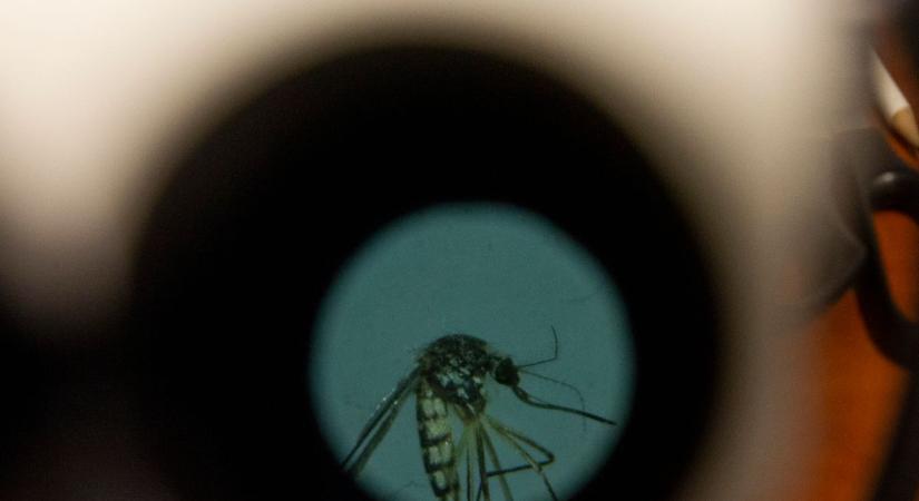 Új ázsiai fajok hosszabbítják meg hazánkban a szúnyogszezont
