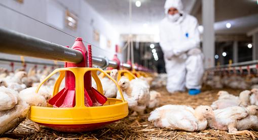 20 százalékkal csökkent a vágócsirke termelői ára