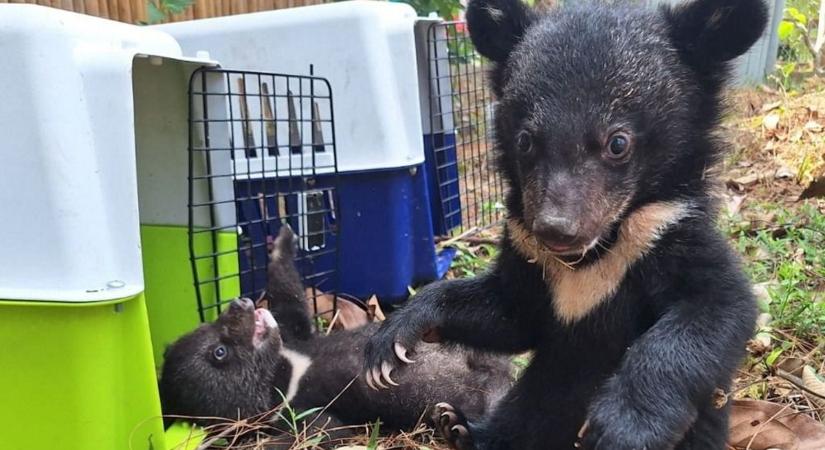 Tizenhat örvös medvebocsot mentettek ki egy vadorzó házából Laoszban - videó