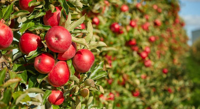Veszélyben a szabolcsi alma: éveken belül eltűnhet a kedvenc gyümölcsünk