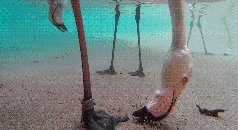 Ha kikapcsolnál két és fél percre, nézd meg, ahogy a flamingók csipegetnek a vízfenékről