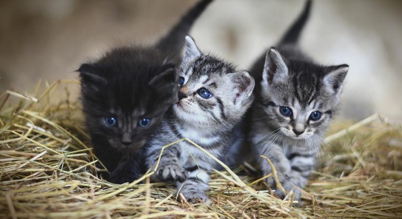 Elzárást kaptak a kiscicák haláláért felelős állatkínzók