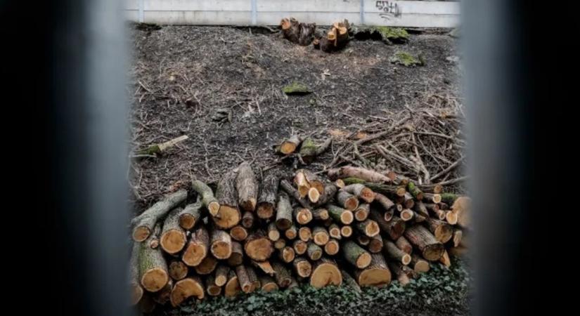Engedély nélkül vágtak ki fákat Mészáros Lőrinc cégének emberei