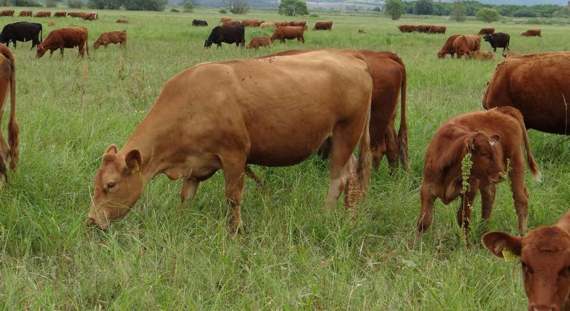 A legelés lélektana, avagy így hat a tehenek személyisége a legelőhasznosításra