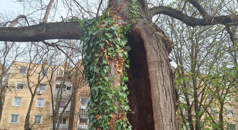 Holtában is élő a makói odvas fa