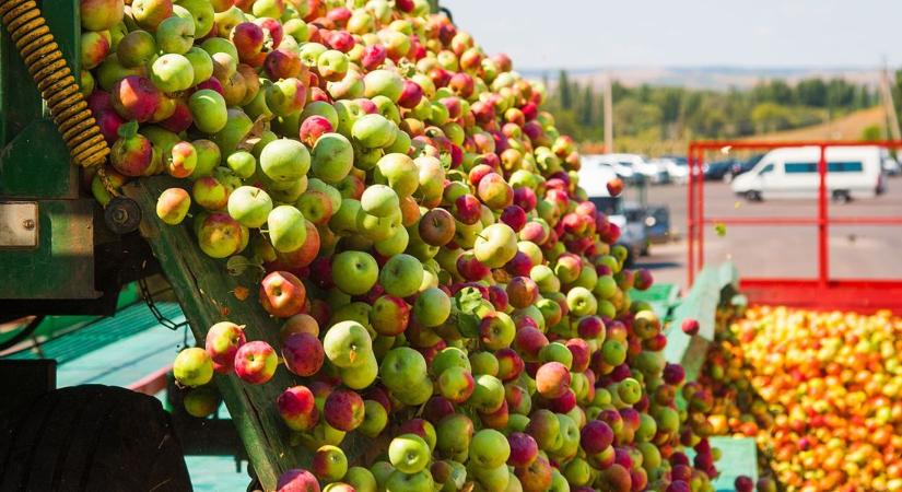 Az időjárás ellen az EU oltalma sem védi a szabolcsi almát