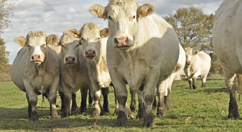 A charolais szarvasmarhák nyomában ma már a gyógynövényeké a terep