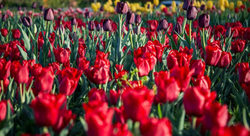 30 ezer tulipánnal színesíti a Mecseket egy villanyszerelő Kővágószőlősön