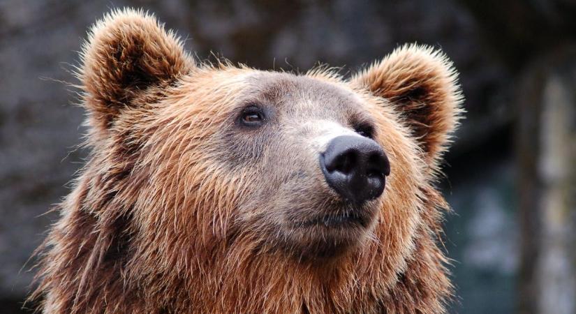 Pánik Hevesben: Mátranováknál, lakott terület mellett poroszkál a medve