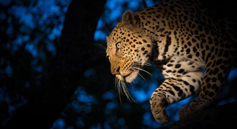 Először vették videóra, ahogy egy leopárd éjszaka végez prédájával