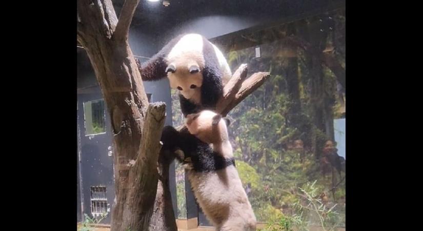 Bűbájos videó terjed az interneten állatkerti pandák önfeledt játékáról