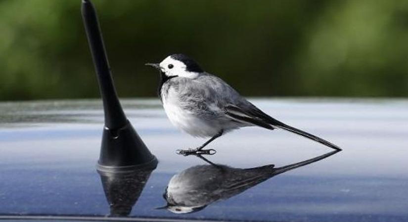 Autókat, ablakokat támadhatnak meg tavasszal a madarak Nógrádban