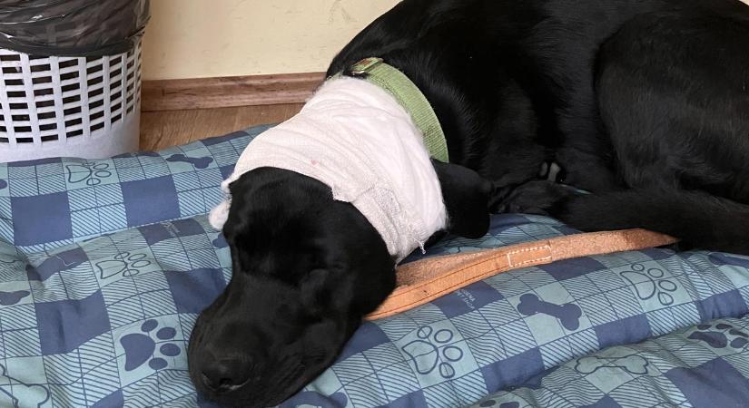 Rottweiler támadt vakvezető kutyára, csúnyán megsérült Zenit