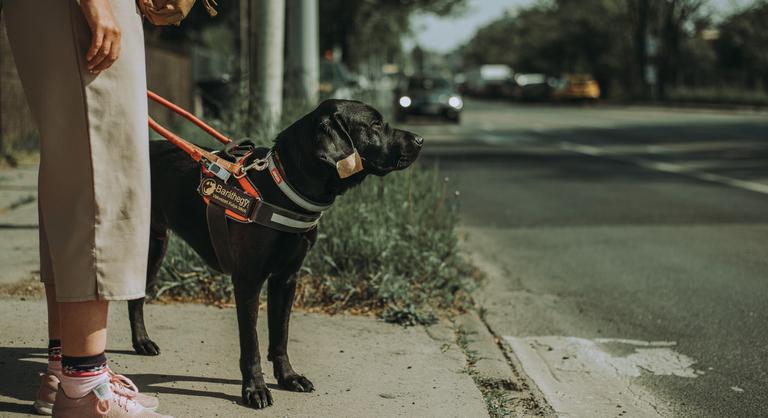 Rárontott egy felügyelet nélkül hagyott rottweiler egy vakvezető kutyára Zuglóban