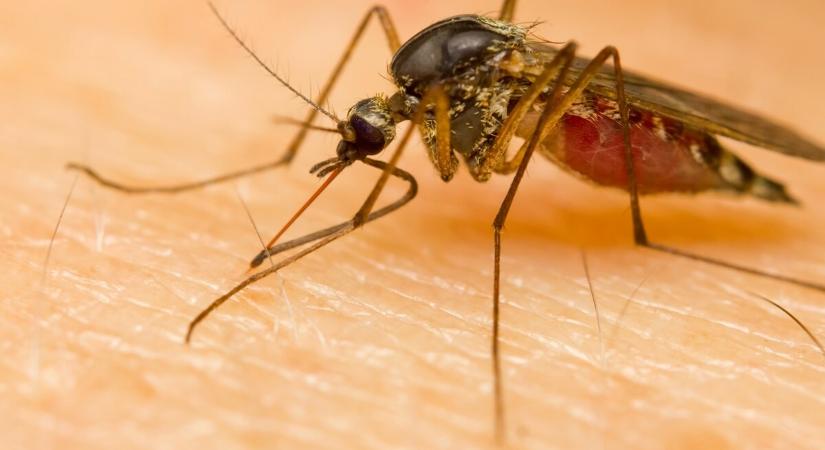 Invazív szúnyogfajok miatt szenvedhetünk: berobbant a szúnyogszezon Magyarországon