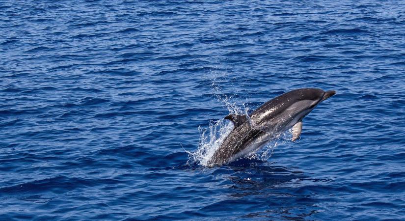 Közel 140 delfint sodort partra holtan a víz a Fekete-tenger oroszországi partvidékén