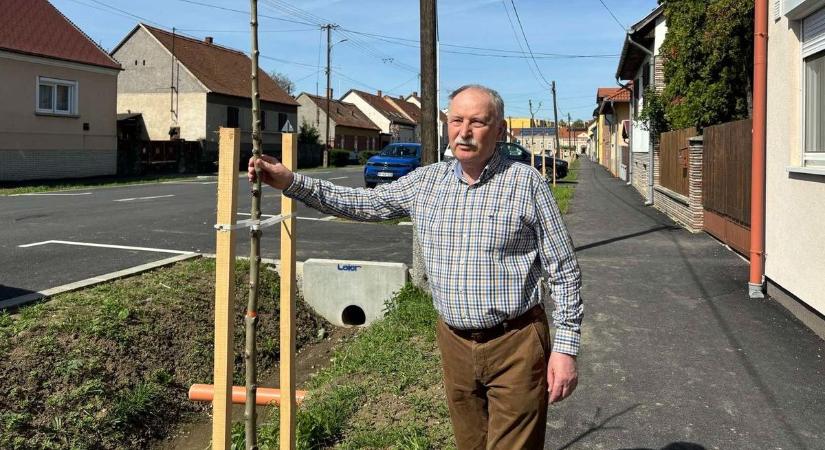 Több mint 50 fával gazdagodott a sárvári Berzsenyi utca - fotók