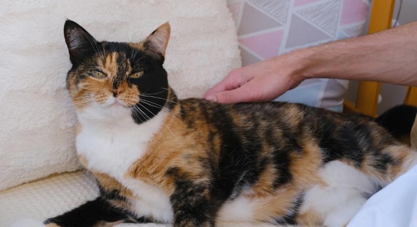 Gyomor- és bélfekély a macskáknál: kezelés nélkül az emésztőszervek kilyukadhatnak