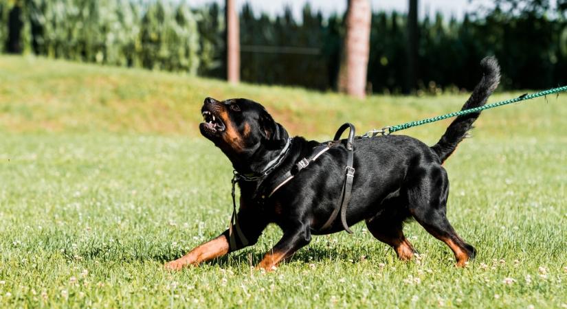 Vérfürdő Zuglóban: vakvezető kutyát marcangolt egy rottweiler