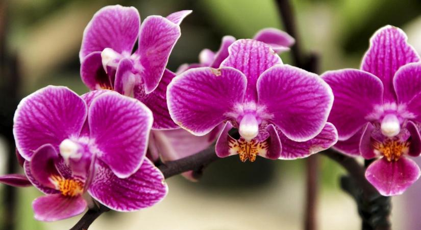 Kertész barátnőm elárulta: így kell átültetni az orchideát gyorsan és egyszereűen