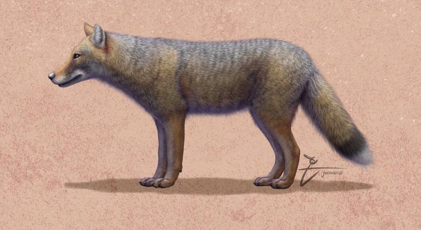 Kutya helyett róka lehetett a házikedvenc az ókori argentinoknál