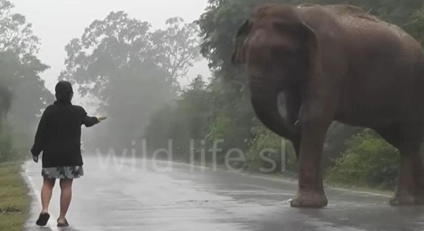 Az életével játszott a nő, amikor odament a vad elefánthoz - videó