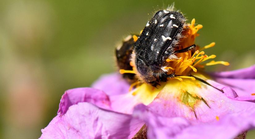 Ez a bogár virágzás idején támadja meg a kertet – Így védekezhetsz ellene
