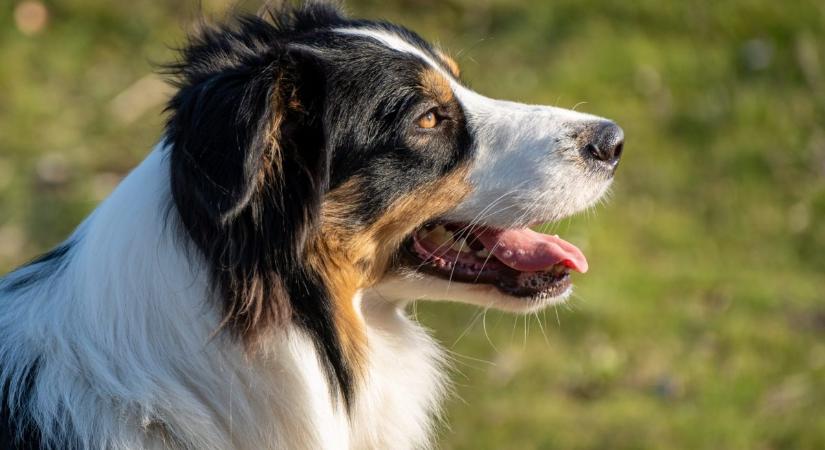 Elképesztő felfedezést tettek az ELTE kutatói a kutyákkal kapcsolatban