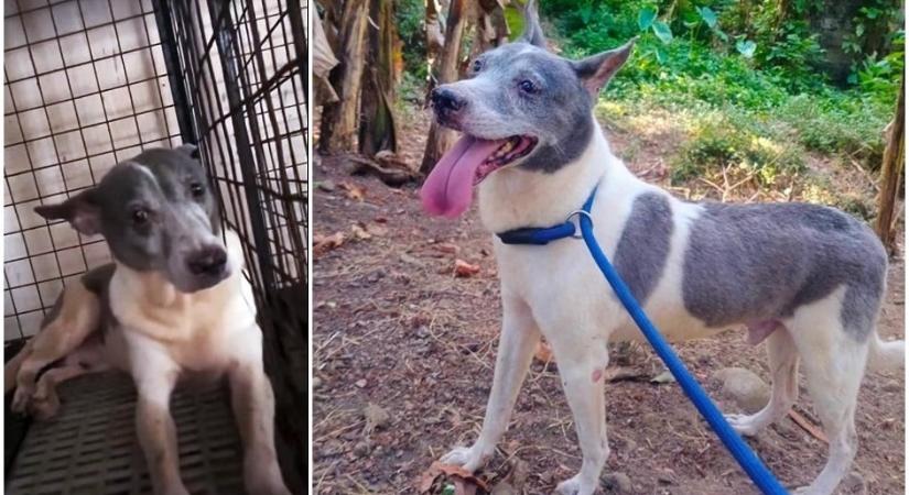 15 évig élt egy ketrecbe zárva – Így mosolyog az idős kutyus a napfény láttán