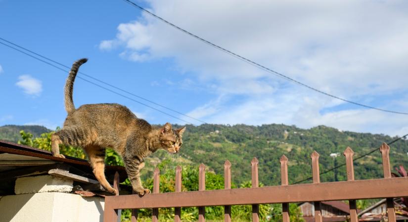 Ahogy ez a macska lemászik a kerítésen, attól a szavunk is elállt (videó)