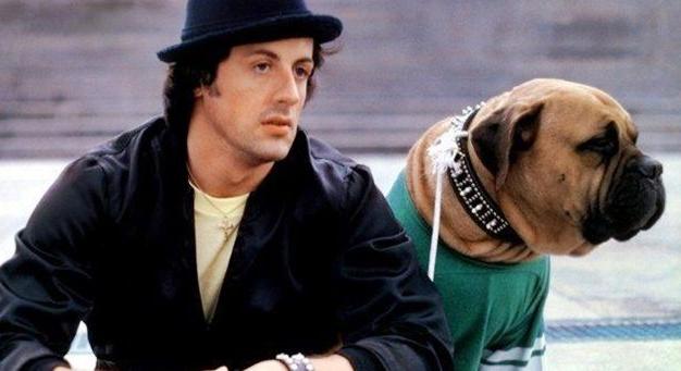A Rocky sikere nemcsak Sylvester Stallone érdeme, hanem négylábú társáé is