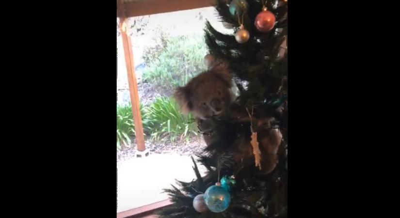 Arra ért haza egy ausztrál család, hogy a műfenyőjükön egy koala nyammog - videó