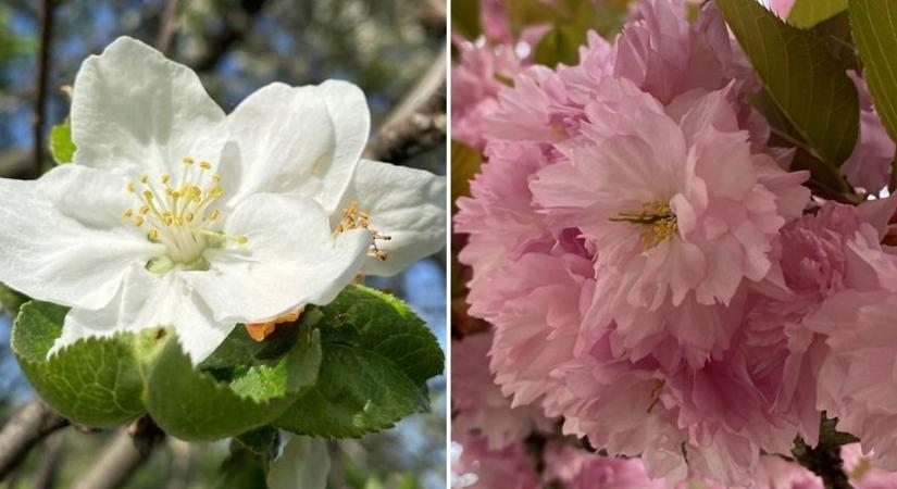 Zirci rózsaszín csodák és a cseszneki almavirág – Mutatjuk a Bakony tavaszi szépeit (képgaléria)