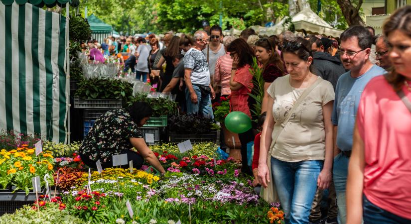 Újra megrendezik a Gyulai Virágok Fesztiválját